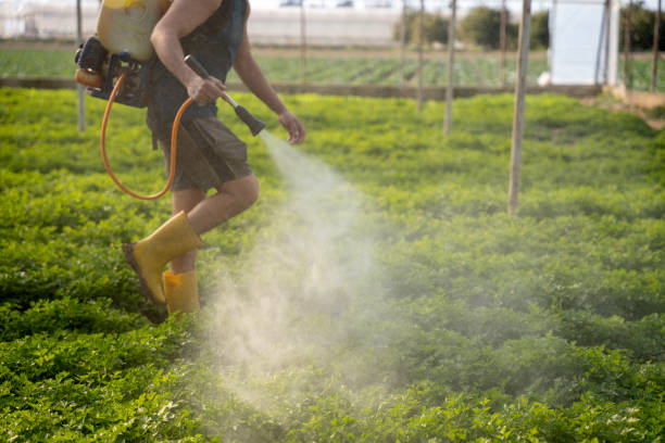 Best Insect Control  in Laughlin, NV