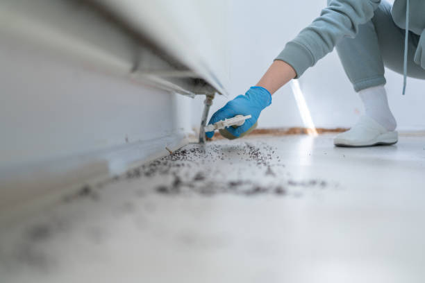 Pest Prevention Services in Laughlin, NV